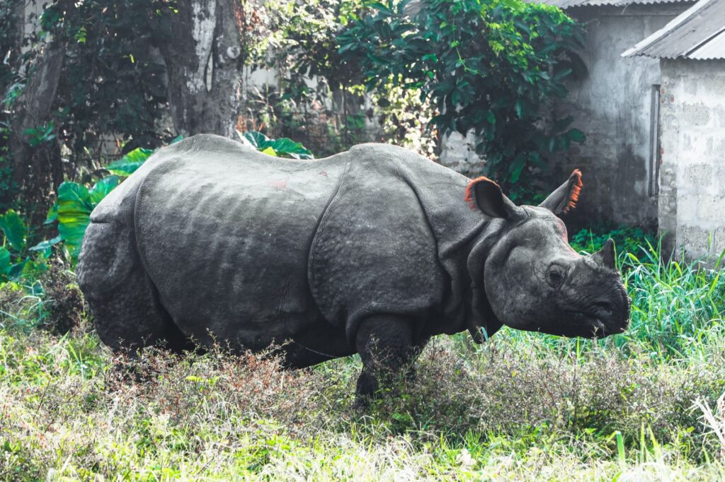 Bharatpur, Nepal: la ciudad que crece entre el río y la selva