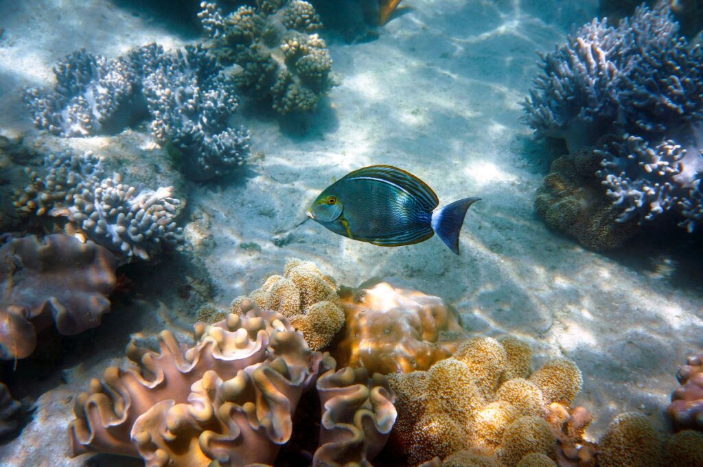 Dos mil kilómetros de arrecife: cómo visitar la Gran Barrera de Coral sin dañarla