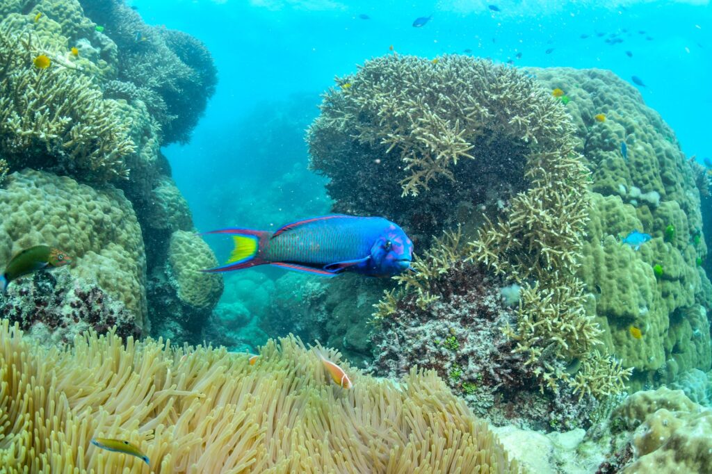 Gran Barrera de Coral: guía para explorar el arrecife más grande del mundo sin dejar huella