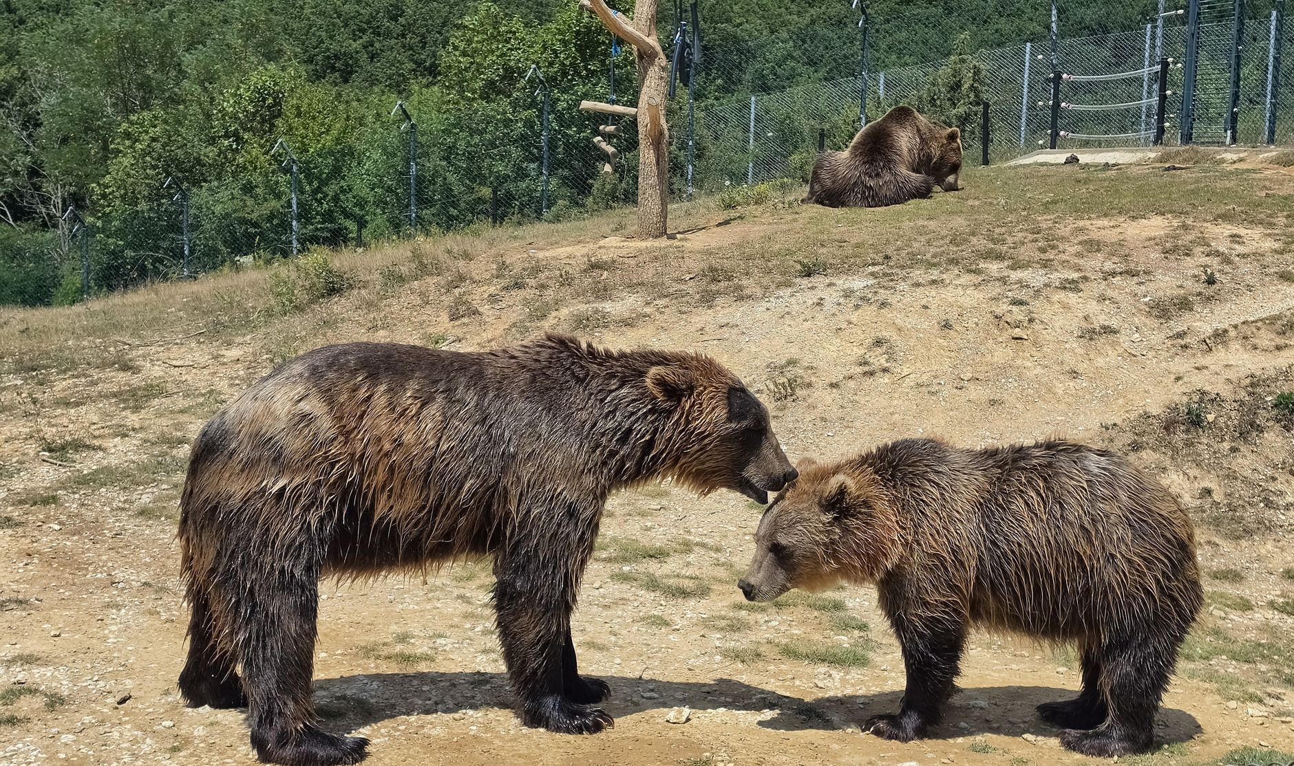 El refugio del oso pardo en la cordillera Cantábrica: bosques de roble, corredores biológicos y convivencia en los valles leoneses