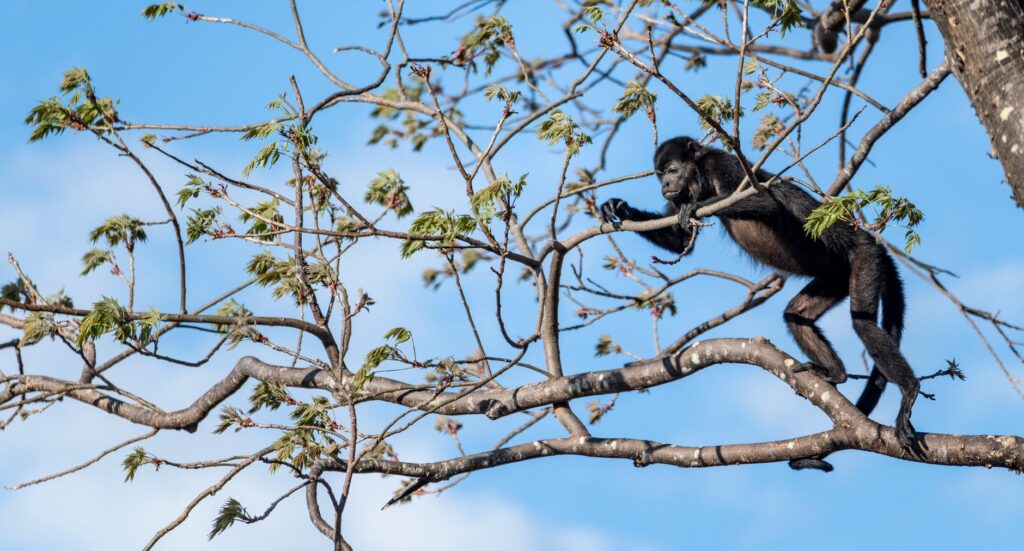 Guanacaste, Costa Rica: el bosque seco que enseña a vivir con la estación seca