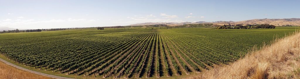 Blenheim, Nueva Zelanda: arte y memoria en la capital del vino