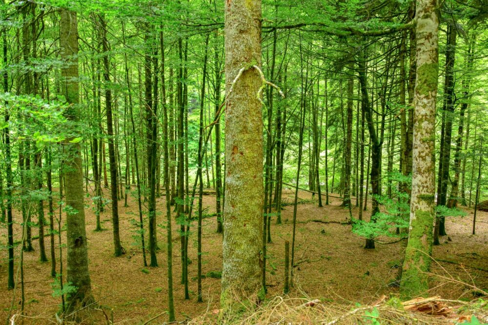 Selva de Irati, Navarra: el bosque que se visita con permiso y conciencia