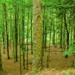 Selva de Irati, Navarra: el bosque que se visita con permiso y conciencia