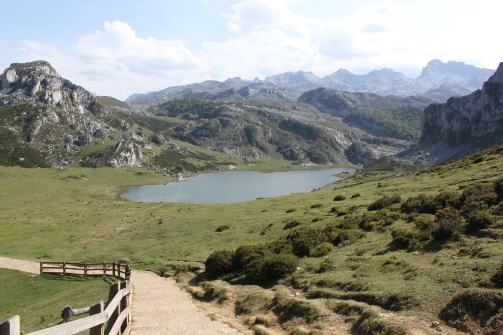 Oso pardo en la cordillera Cantábrica: senderos de convivencia en los bosques de Asturias