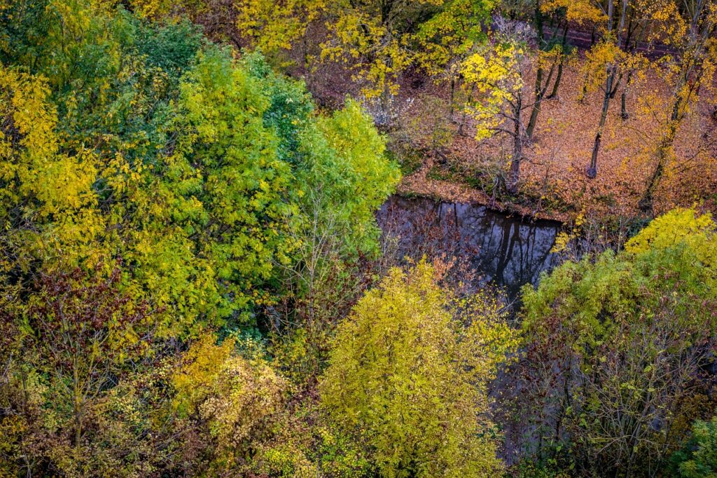 Selva de Irati, Navarra: el bosque que se visita con permiso y conciencia