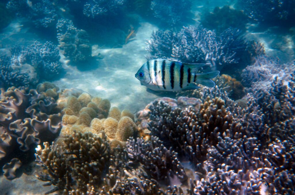 Gran Barrera de Coral: guía para explorar el arrecife más grande del mundo sin dejar huella