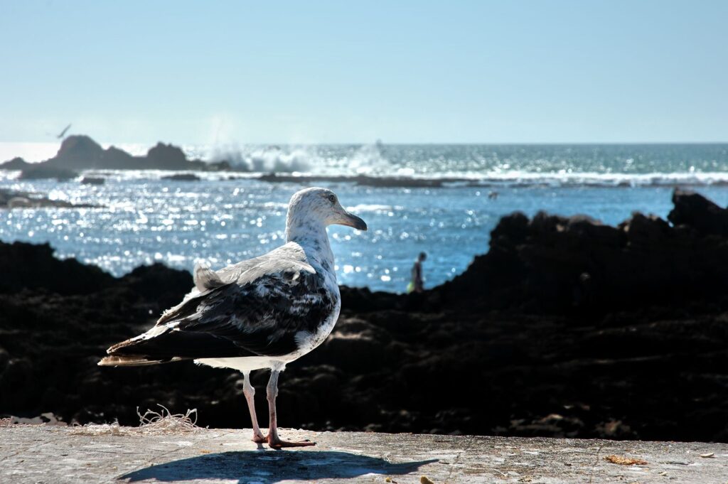 El Jadida, Marruecos: la costa atlántica donde la vida salvaje aprende a convivir con la ciudad