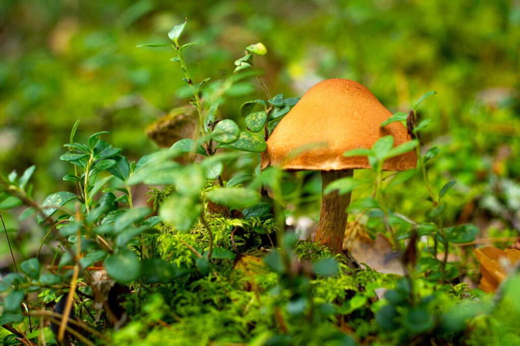 East Helsinki, Finlandia: los bosques costeros y la fauna que resiste junto al Báltico