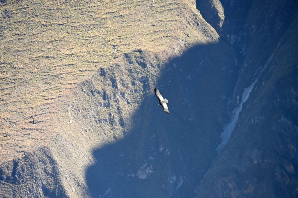 Arequipa, Perú: expedición al cañón del Colca con logística, clima y permisos bajo control