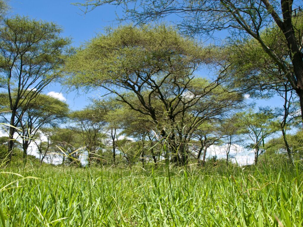 Geita, Tanzania: las colinas verdes que rodean el lago Victoria y su memoria minera
