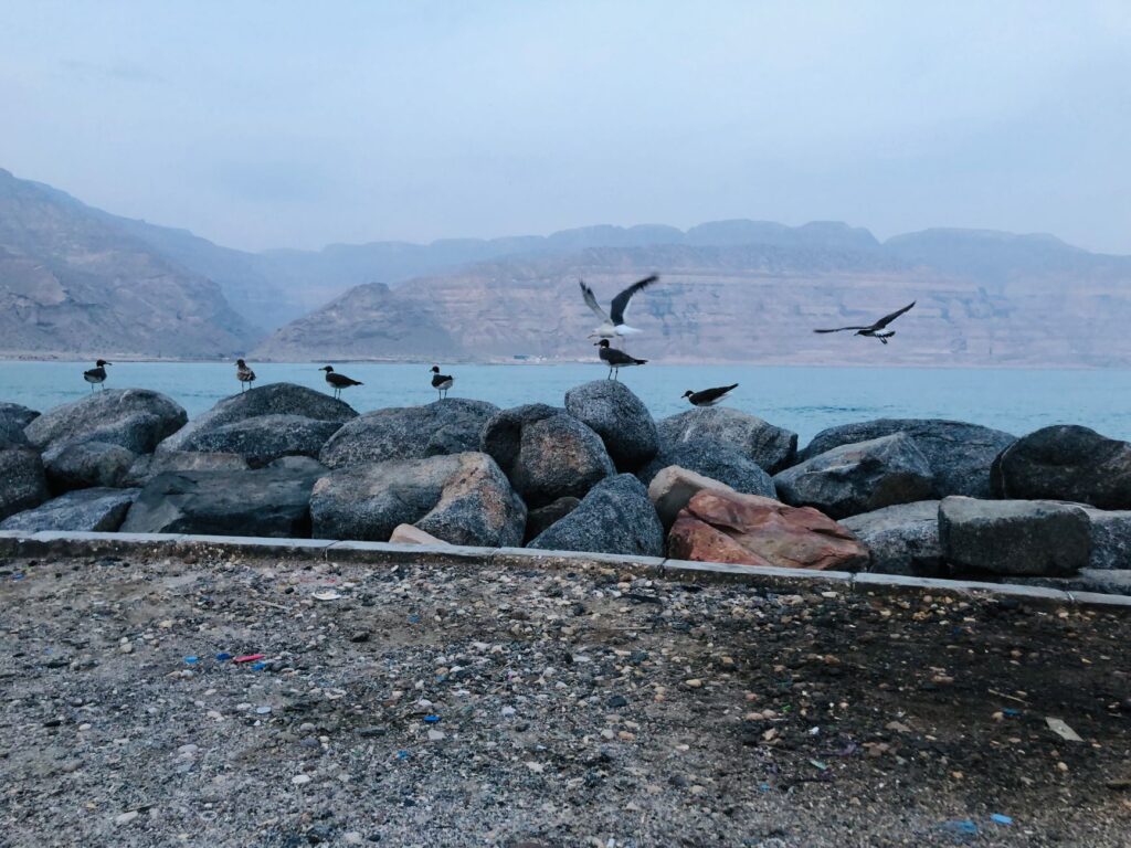 Al Khābūrah, Omán: el puerto pesquero donde el patrimonio se mide en mareas