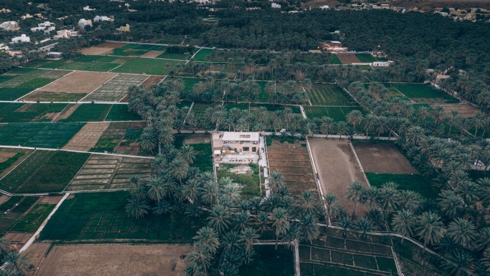 Al Buraymī, Omán: el oasis fronterizo donde la vida se mide en palmeras y acequias