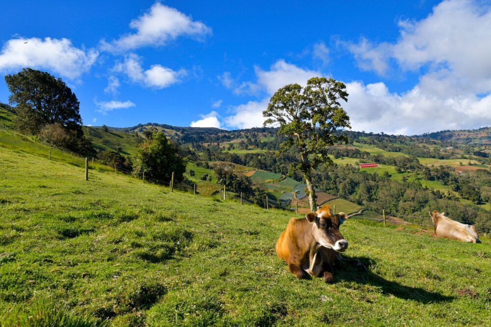Patarrá, Costa Rica: el humedal urbano que filtra el agua de San José