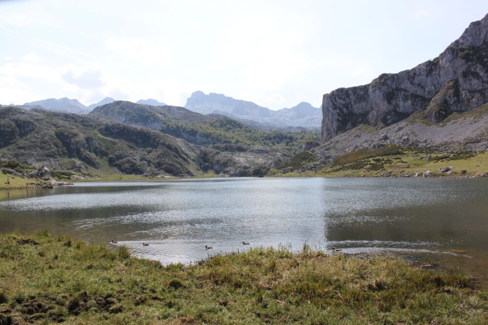 Osos en la cordillera Cantábrica: cómo observar la fauna salvaje sin alterar su hogar