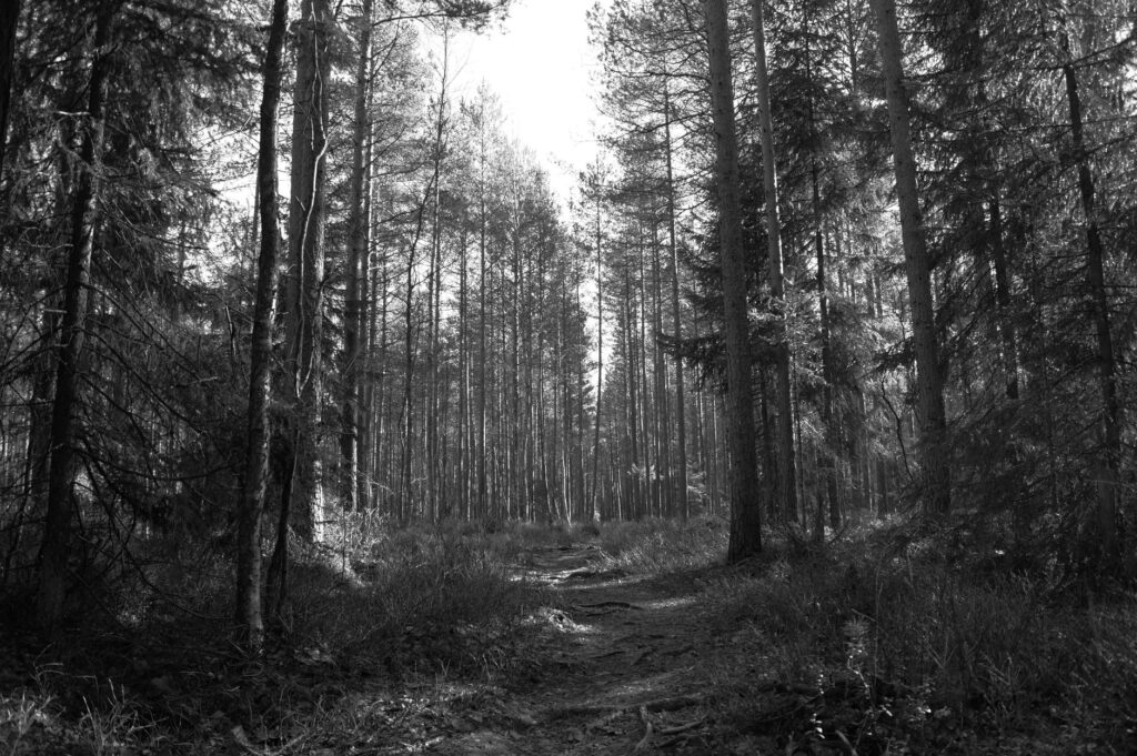 Kerava, Finlandia: donde el diseño y la memoria forestal guían la vida cotidiana