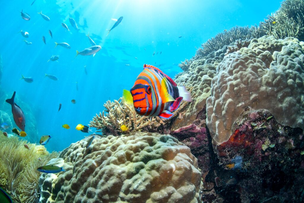 Gran Barrera de Coral: guía para explorar el arrecife más grande del mundo sin dejar huella