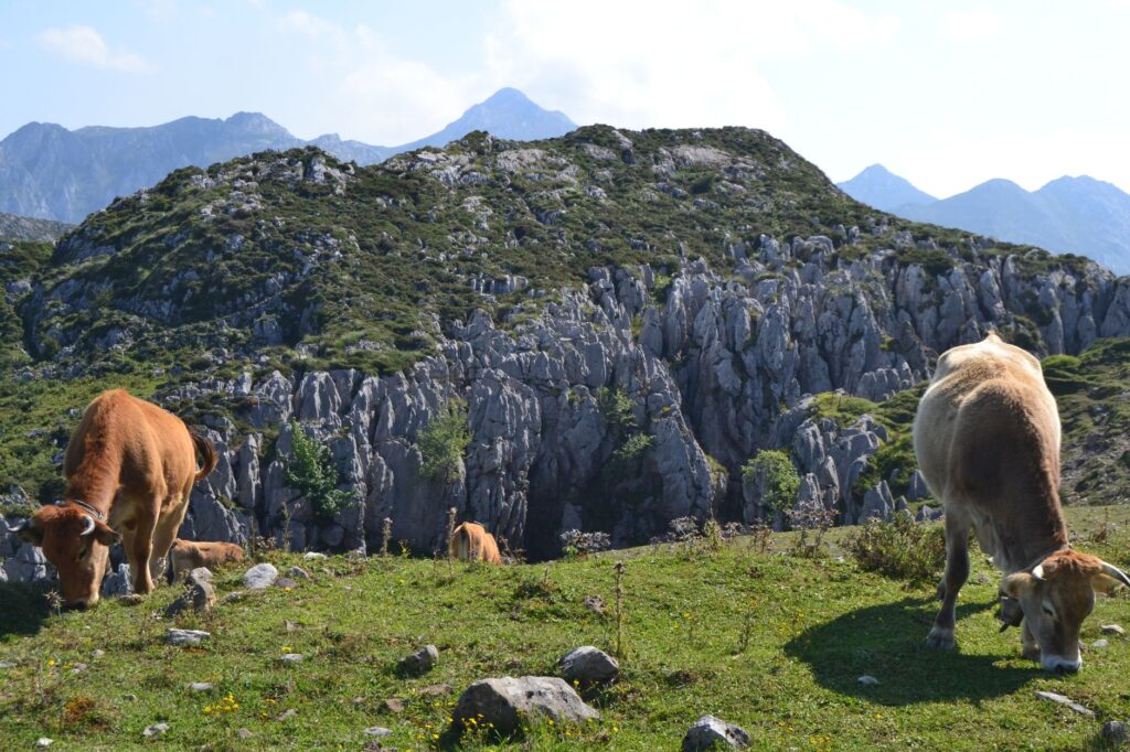 Picos de Europa, España: senderismo entre calizas, pastores y niebla atlántica