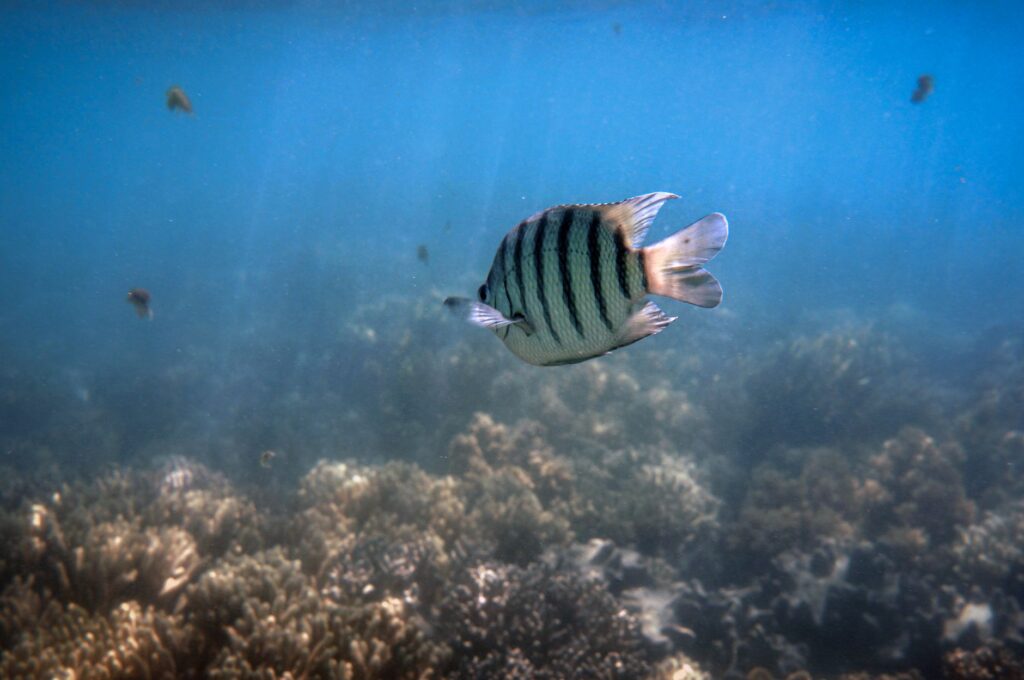 Gran Barrera de Coral: viaje al ecosistema marino más grande del planeta