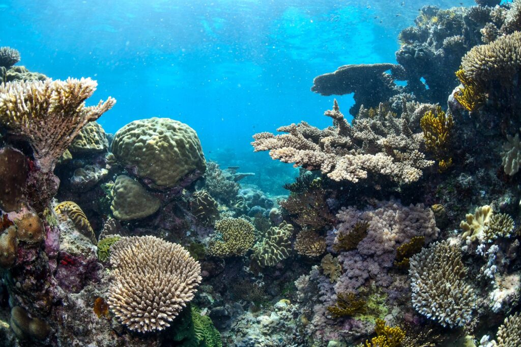 Dos mil kilómetros de arrecife: cómo visitar la Gran Barrera de Coral sin dañarla