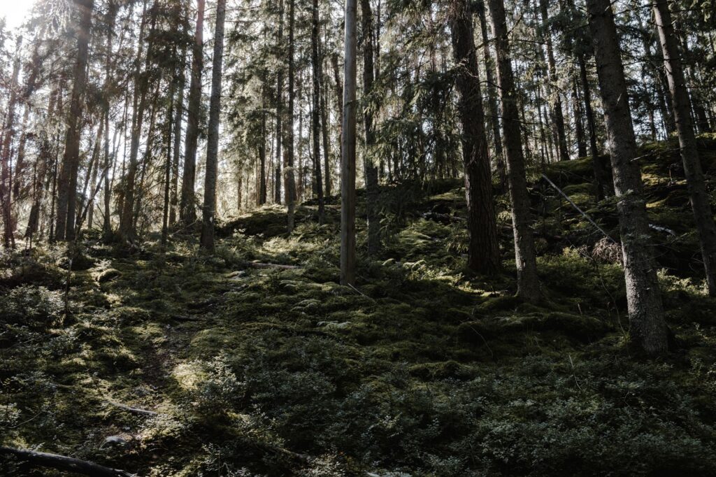 Kerava, Finlandia: donde el diseño y la memoria forestal guían la vida cotidiana