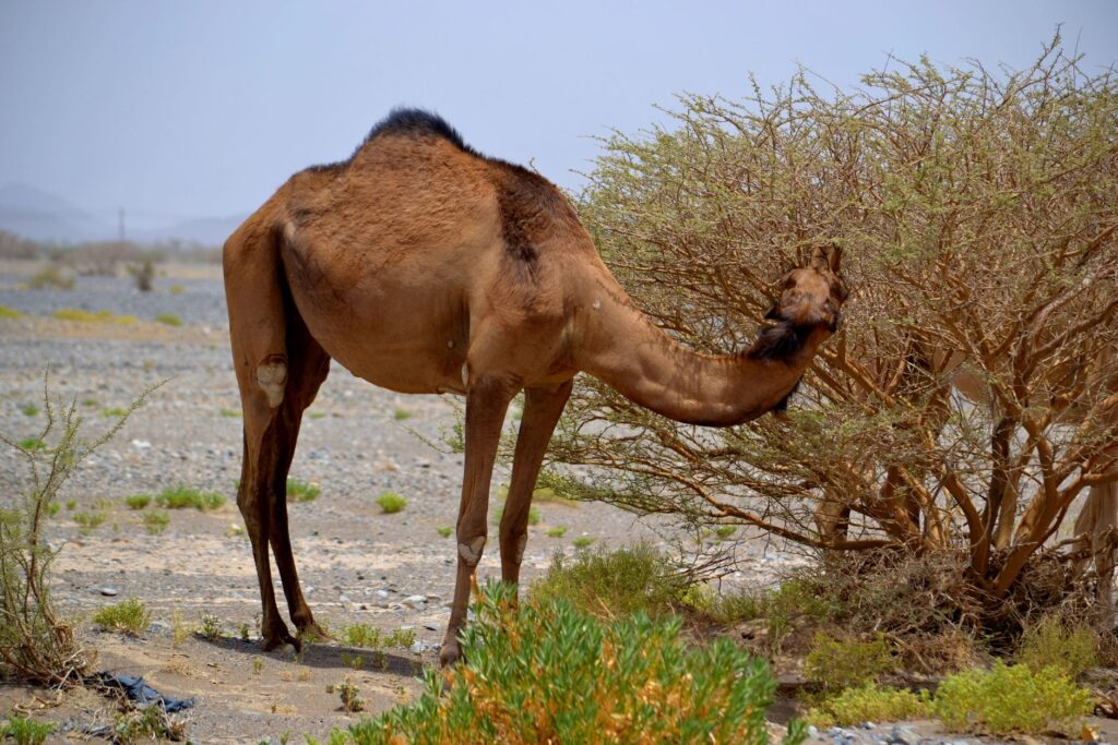 Liwá y el pulso acuático de Omán: entre oasis milenarios y el equilibrio del desierto