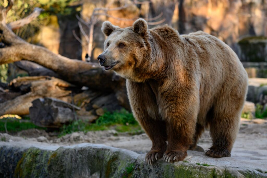Oso pardo en la cordillera Cantábrica: los bosques que enseñan a convivir