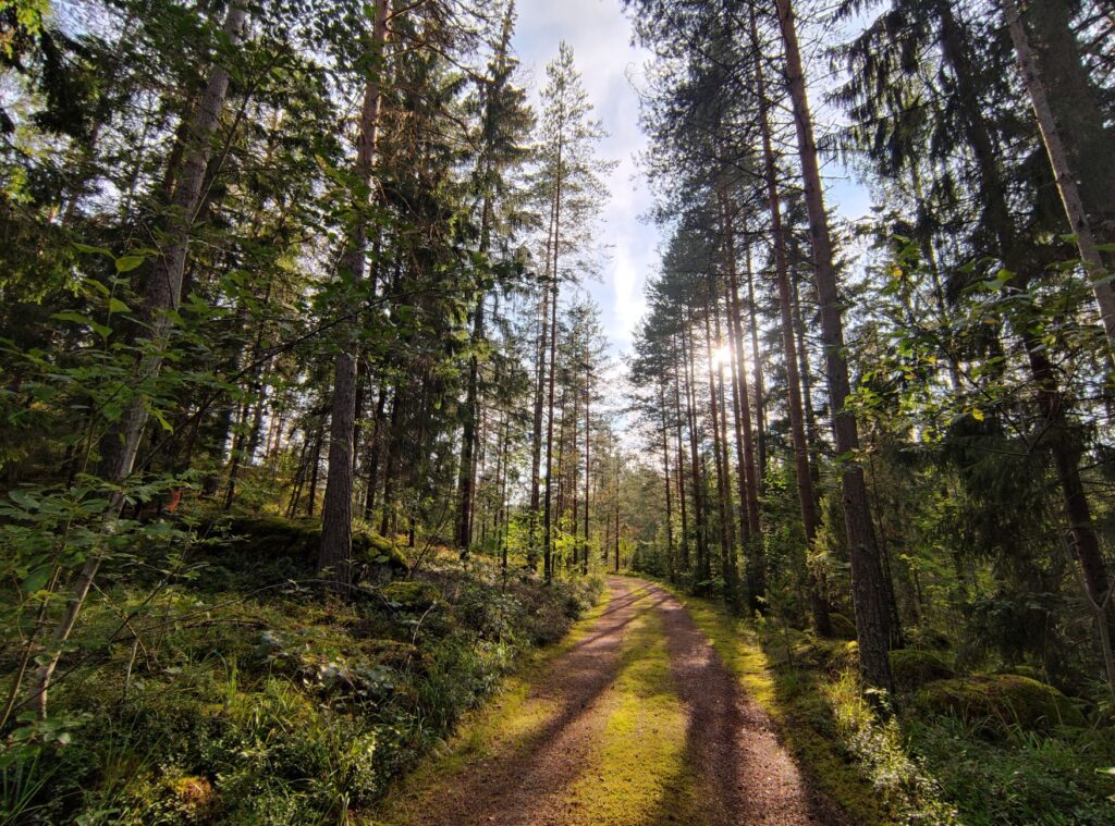 East Helsinki, Finlandia: los bosques costeros y la fauna que resiste junto al Báltico