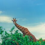 tourism conservation