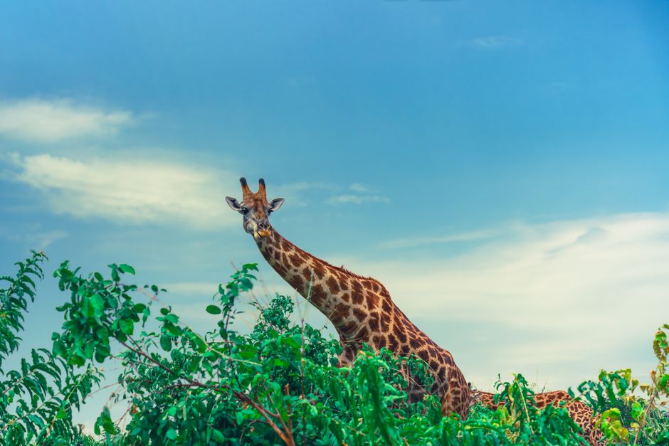 tourism conservation